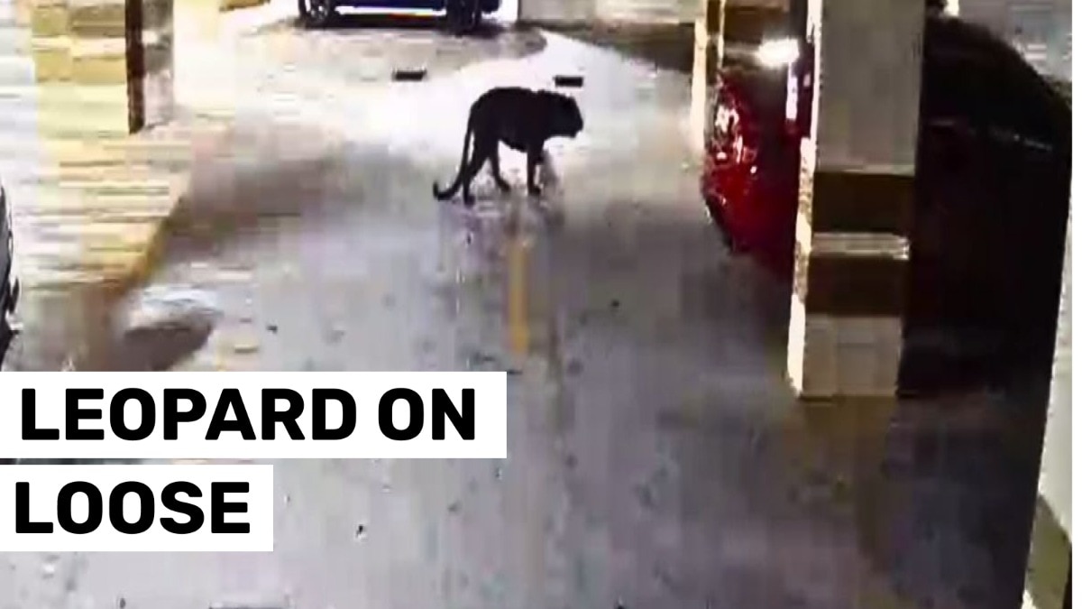 Video: Leopard spotted near Bengaluru school, alert sent to parents