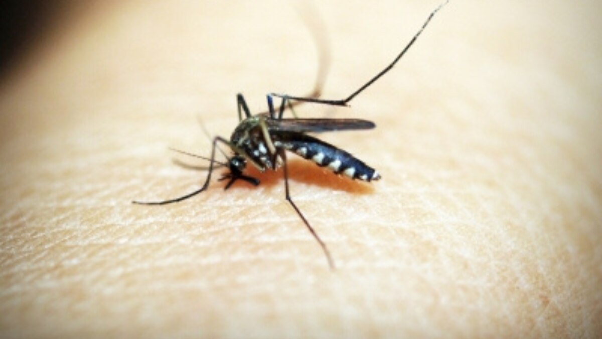 Nagaland records 2,909 dengue cases since June, highest in nearly 2 decades