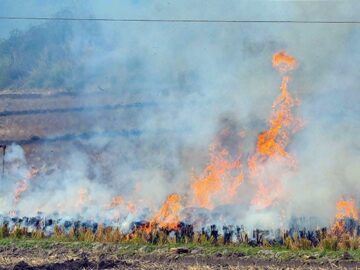 Significant Drop In Farm Fires In Punjab, Haryana This Year: Centre’s Panel