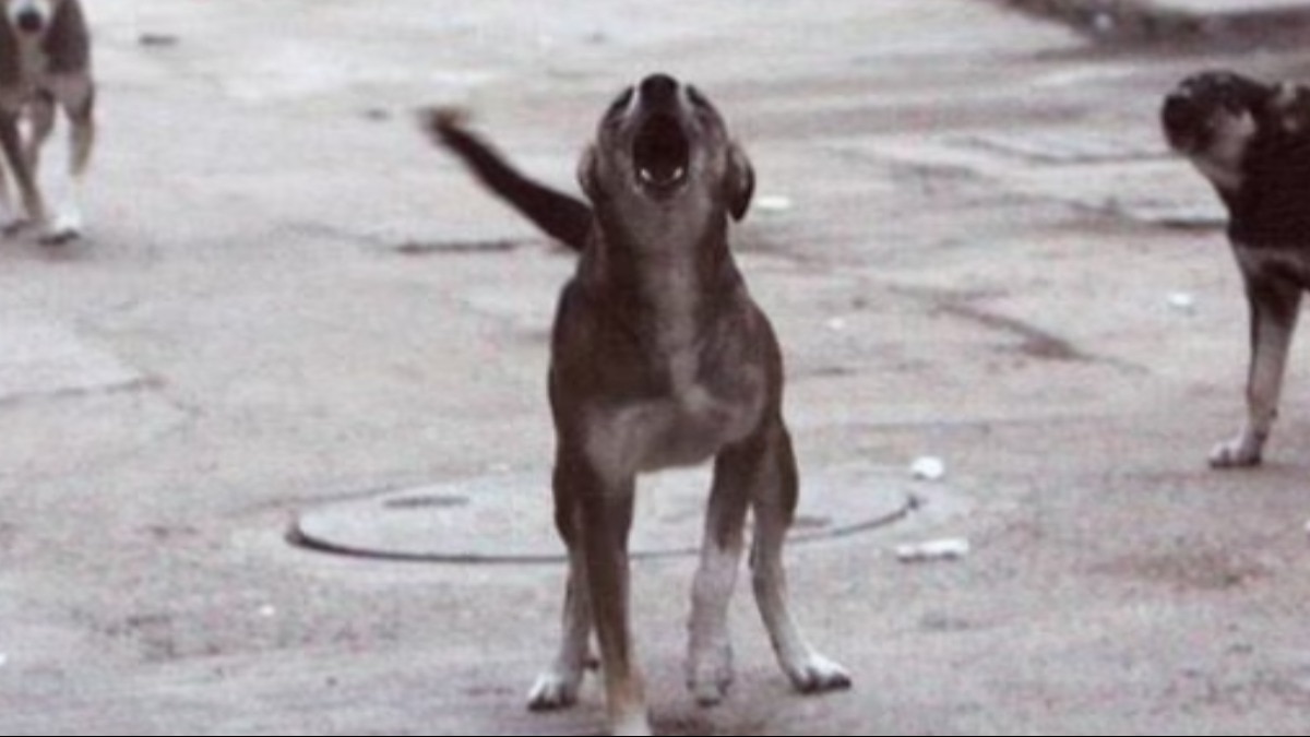 Girl dies of rabies 15 days after dog bite in Agra, family used ‘home remedy’