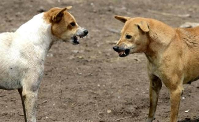 8-Year-Old Girl, Bitten By Stray Dog, Dies In Uttar Pradesh’s Agra