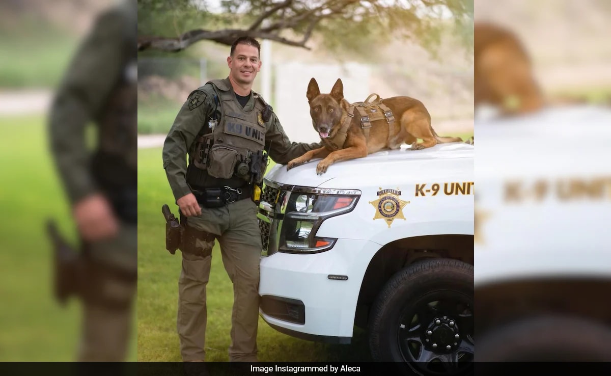 Hero Police Dog Stabbed To Death By Armed Robber In US