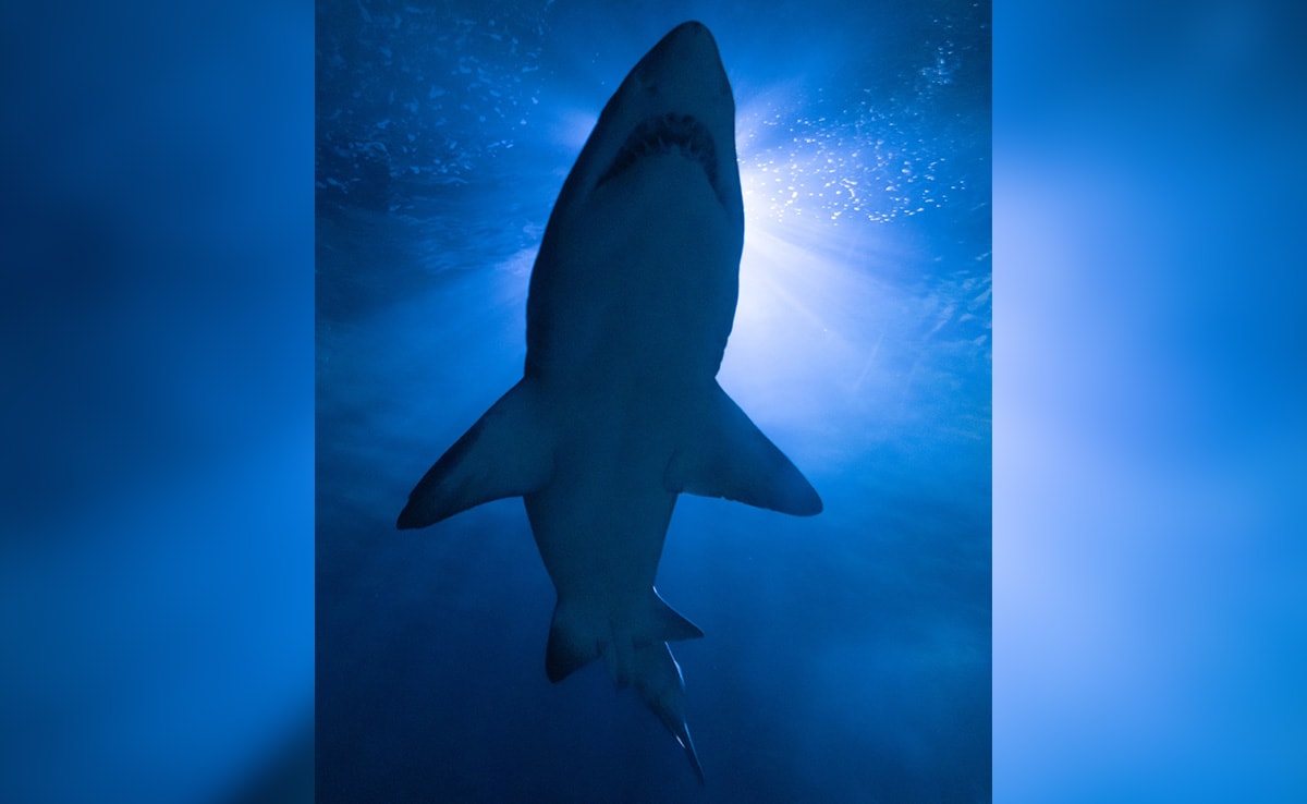 “Shark Had His…” Says Witness, Search On For Surfer’s Body: Australia