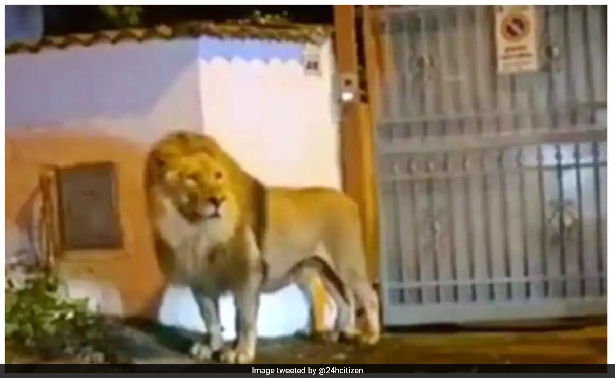 Watch: Lion Sleeps It Off After Stroll Through Italian Town