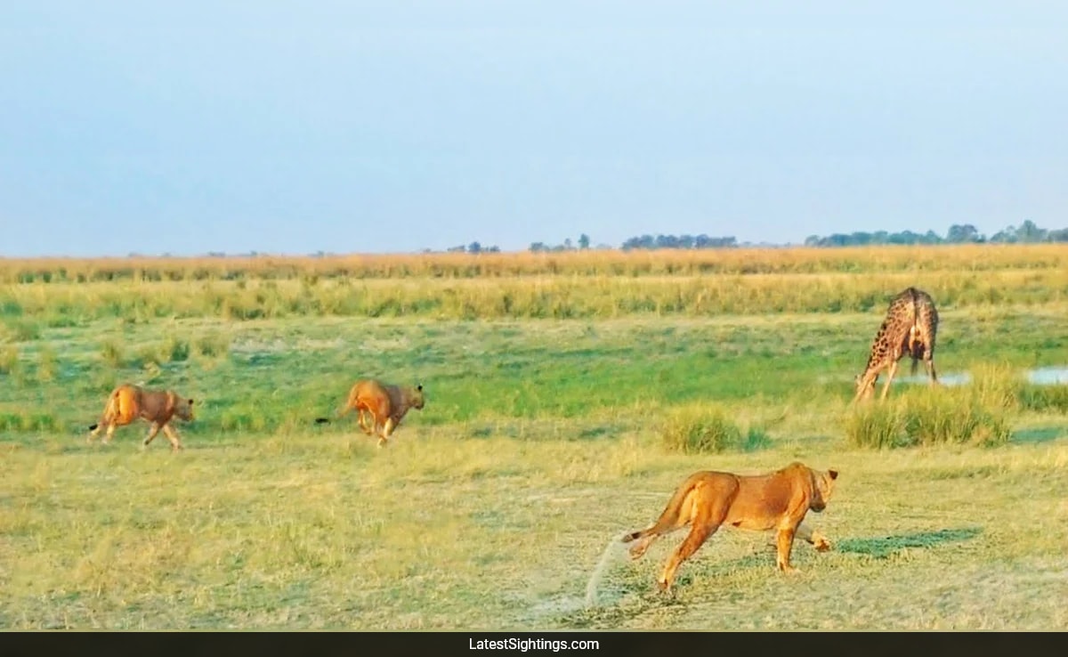 Incredible Video Shows Giraffe’s Fierce Fight Against 20 Lions