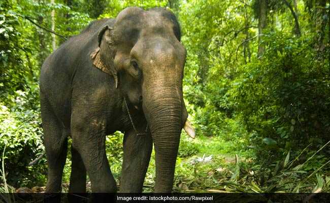 Elephant Stabs Handler With Tusk, Kills Him In Camp In Kerala: Cops