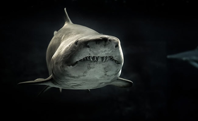 Surfer Killed By 13-Feet Great White Shark: “It Grabbed Him”