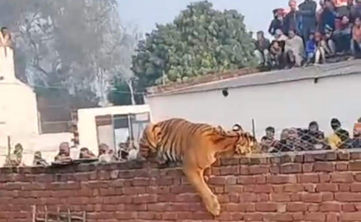 Watch: Tiger Tranquilised By Forest Officers After Roaming Into UP Village