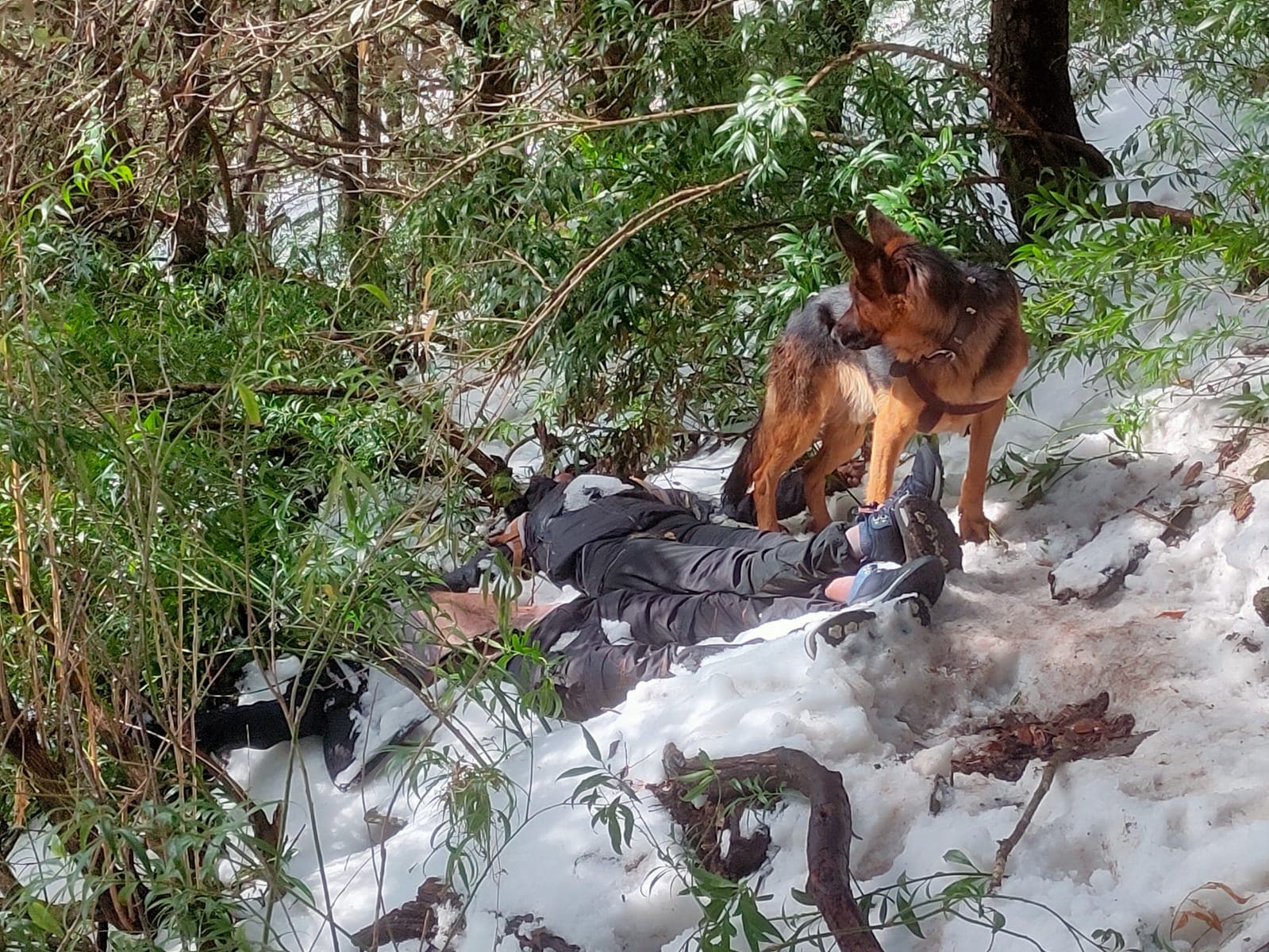 2 Trekkers Die After Fall In Himachal, Pet Dog Guards Bodies For 48 Hours