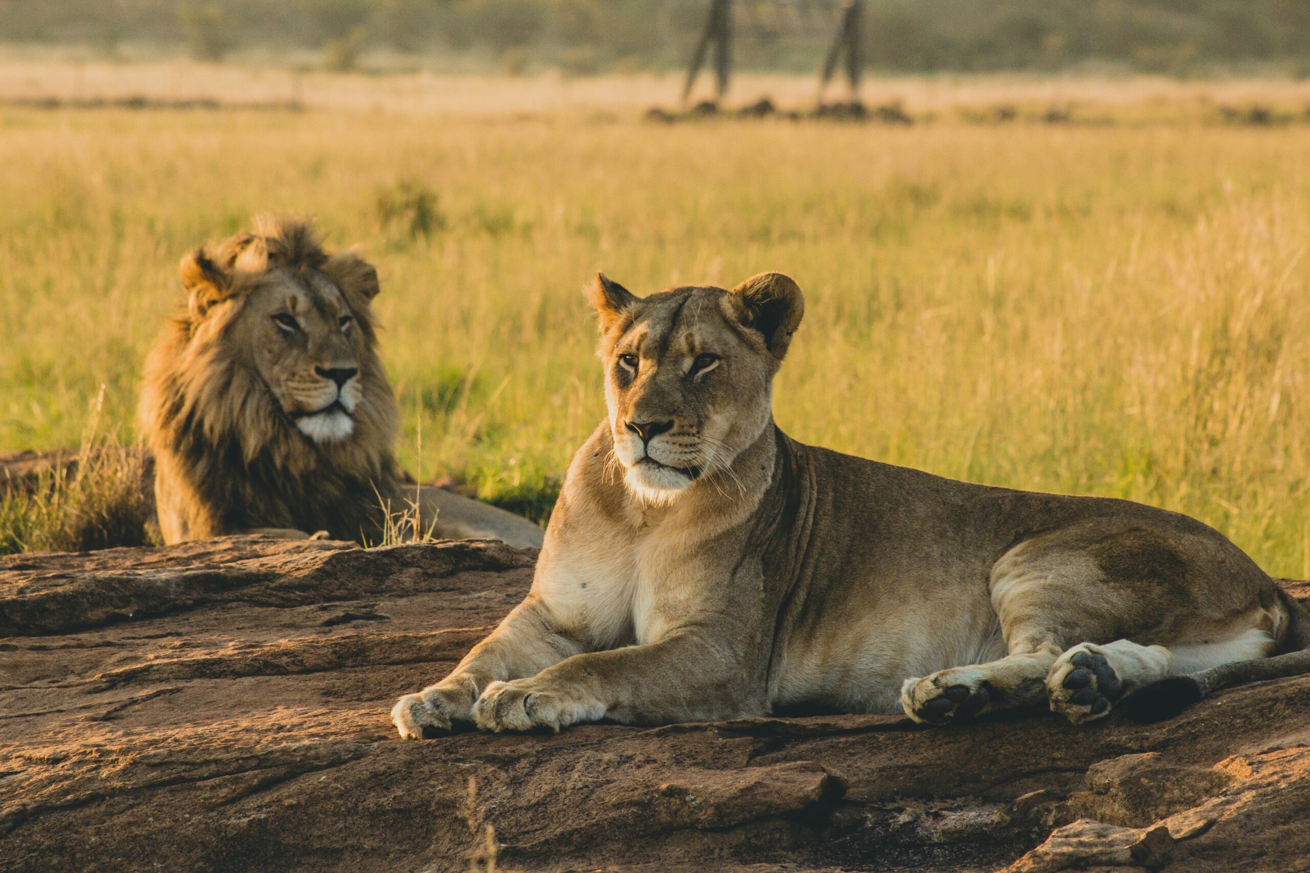 “Why Name Them Akbar, Sita?”: High Court Asks Bengal To Rename Lions