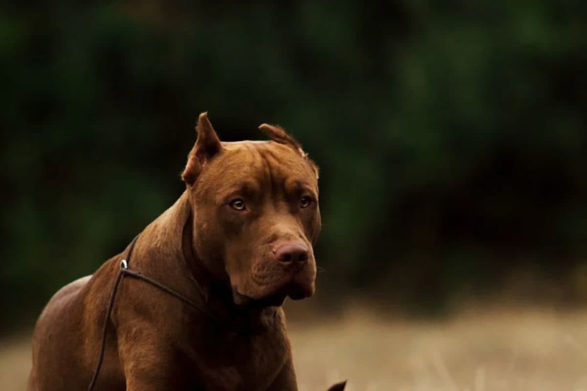 Centre Proposes Ban on Import, Breeding, Selling of ‘Ferocious’ Dog Breeds