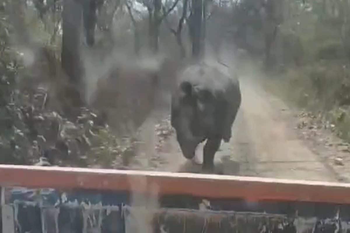 Chilling Video Shows Rhino Chasing Vehicle For Nearly 1.5km in Assam’s Manas National Park | Watch