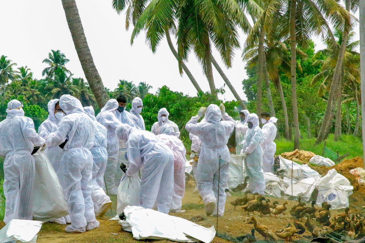South Karnataka on High Alert Over Bird Flu Reported in Kerala