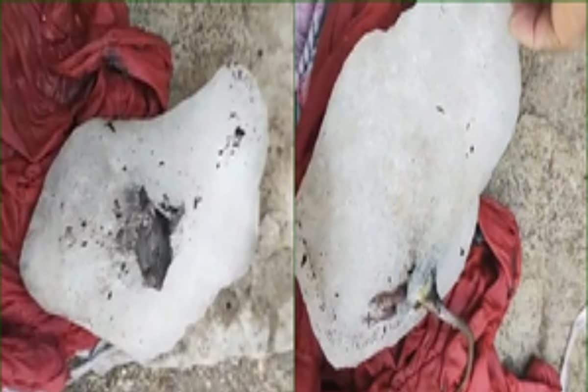 Frozen Rat Found In Ice Of Factory That Supplies To Hotels, Restaurants In Pune; Vendors Shocked