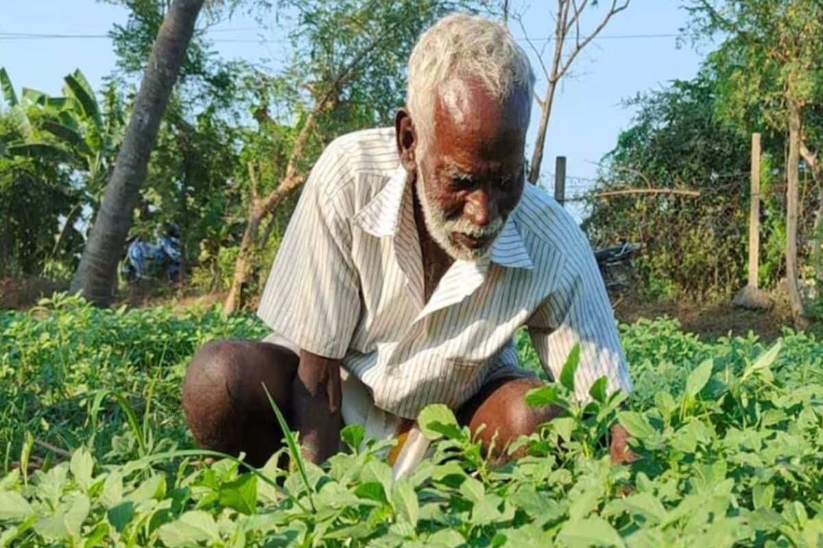 In Tamil Nadu’s Villupuram, Farmer Earns Rs 30,000 Per Month With Lettuce Cultivation