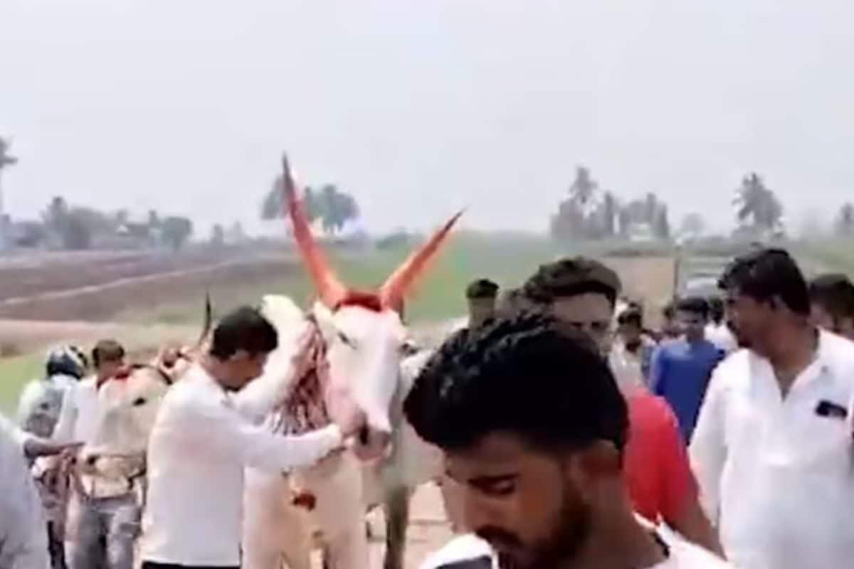 In Karnataka’s Belagavi, This Bull In High Demand After Winning 92 Races