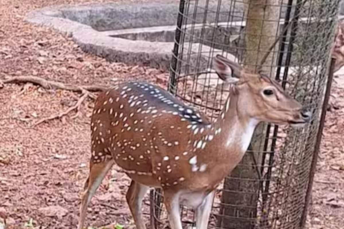All About Kerala’s Famous 165-year-old Thiruvananthapuram Zoo