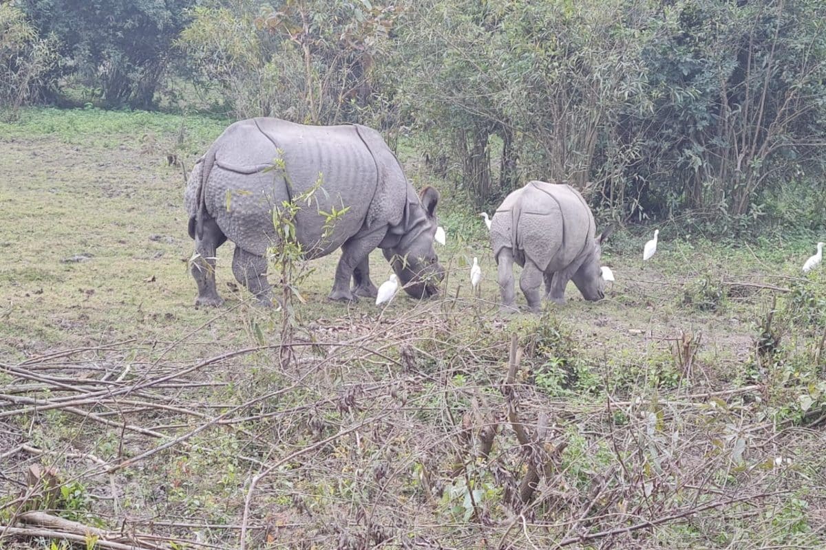 One Injured in Rhino Attack, Another in Firing by Forest Guards in Assam