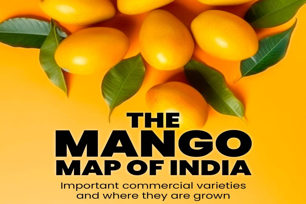 From Alphonso To Gulabkhas, Varieties Of Mangoes Are Grown Across States In India | In Pics