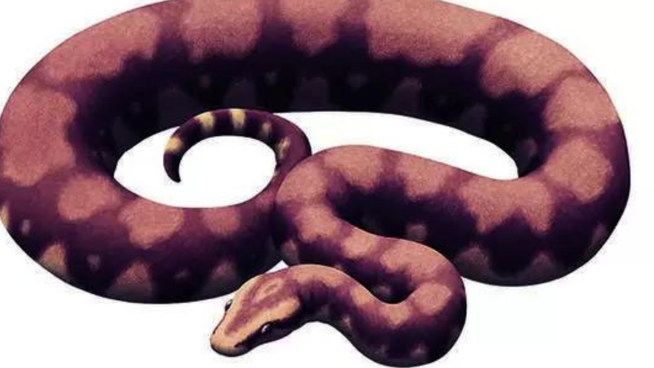 Meet Vasuki Indicus, the ‘crocodile’ that was a 50ft snake