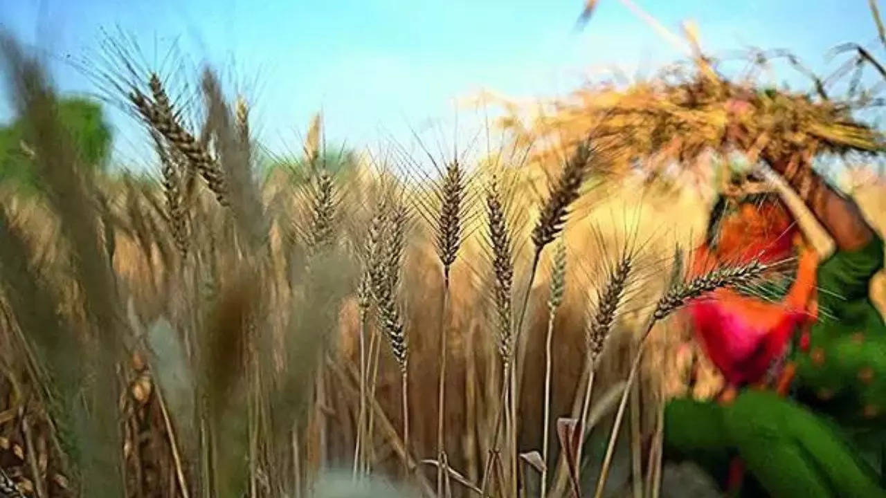 UPA government faltered on free ration, ours giving succour to 80 crore: BJP