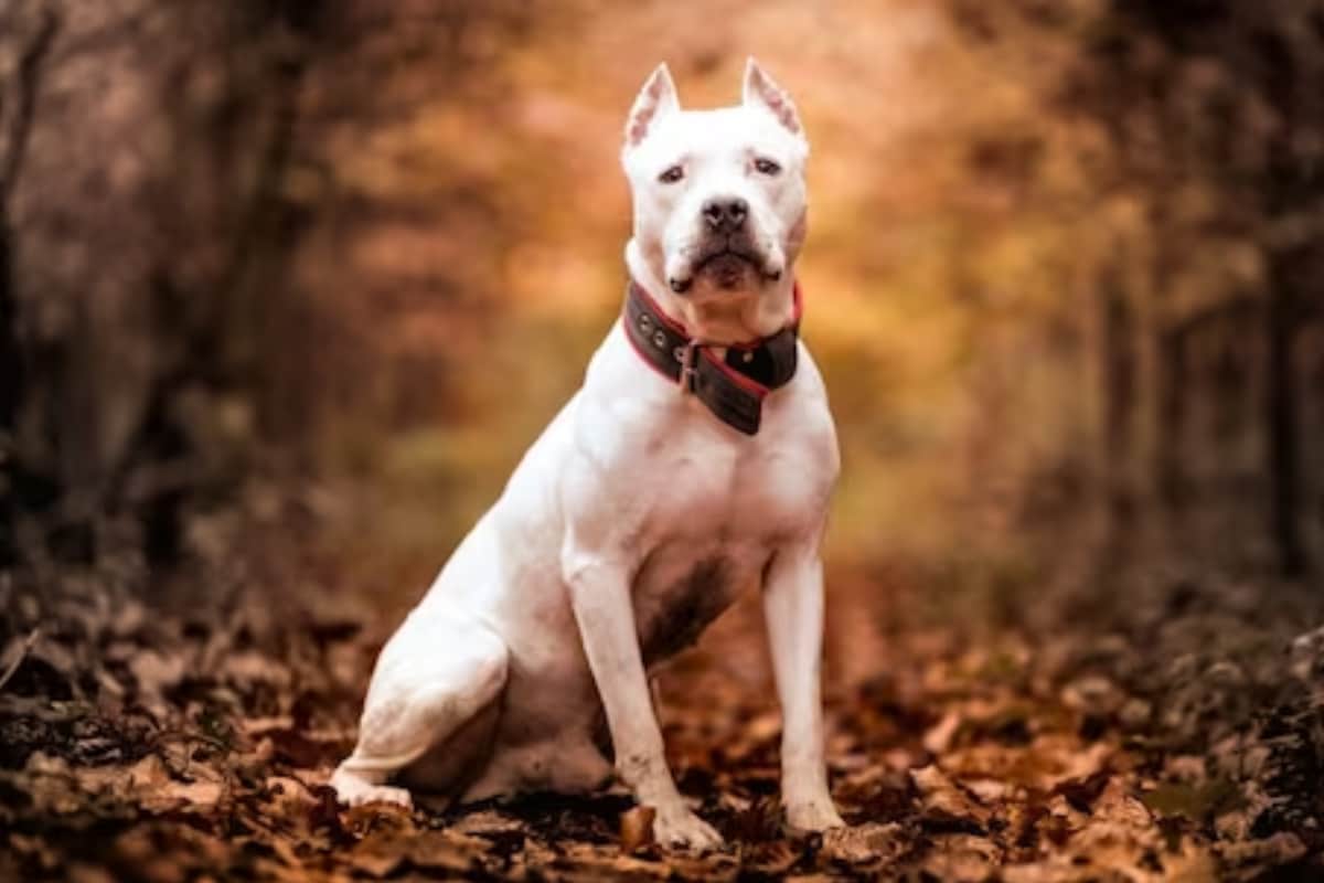 K’taka HC Revokes Centre’s Ban On 23 Breeds of ‘Dangerous’ Dogs, Says Pet Owners Should’ve Been Consulted