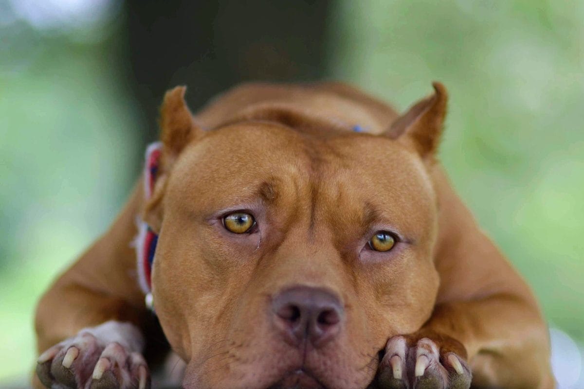 Delhi High Court Overturns Centre’s Ban On ‘Ferocious’ Dog Breeds