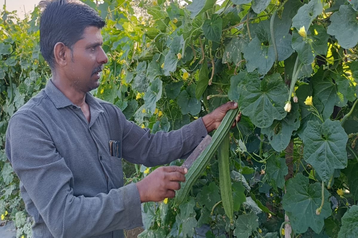 This Andhra Pradesh Farmer Cultivates Ridge Gourds Via Organic Farming