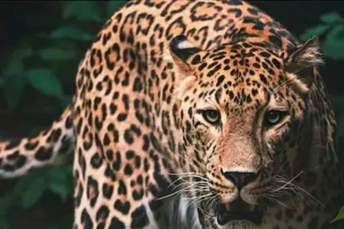 Leopard Found Dead at Sathyamangalam Tiger Reserve in TN