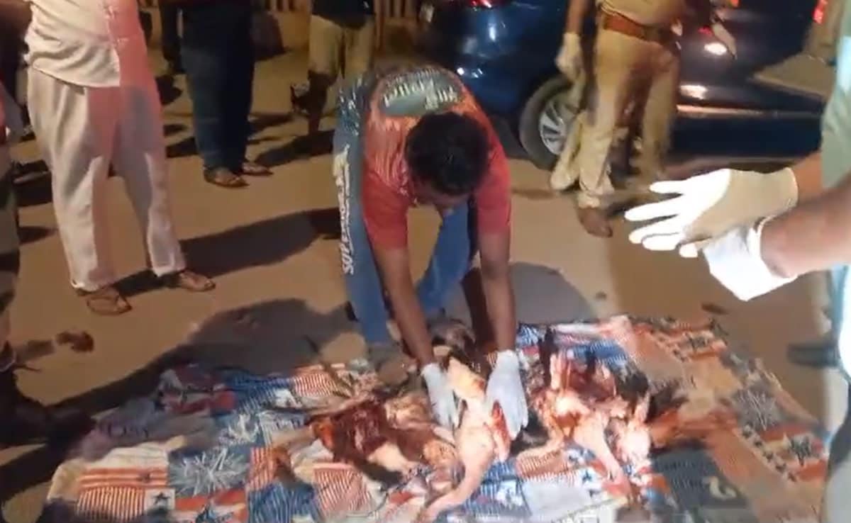 36 Flamingos Found Dead In Mumbai, May Have Been Hit By Plane 36 Flamingos Found Dead In Mumbai, May Have Been Hit By Plane