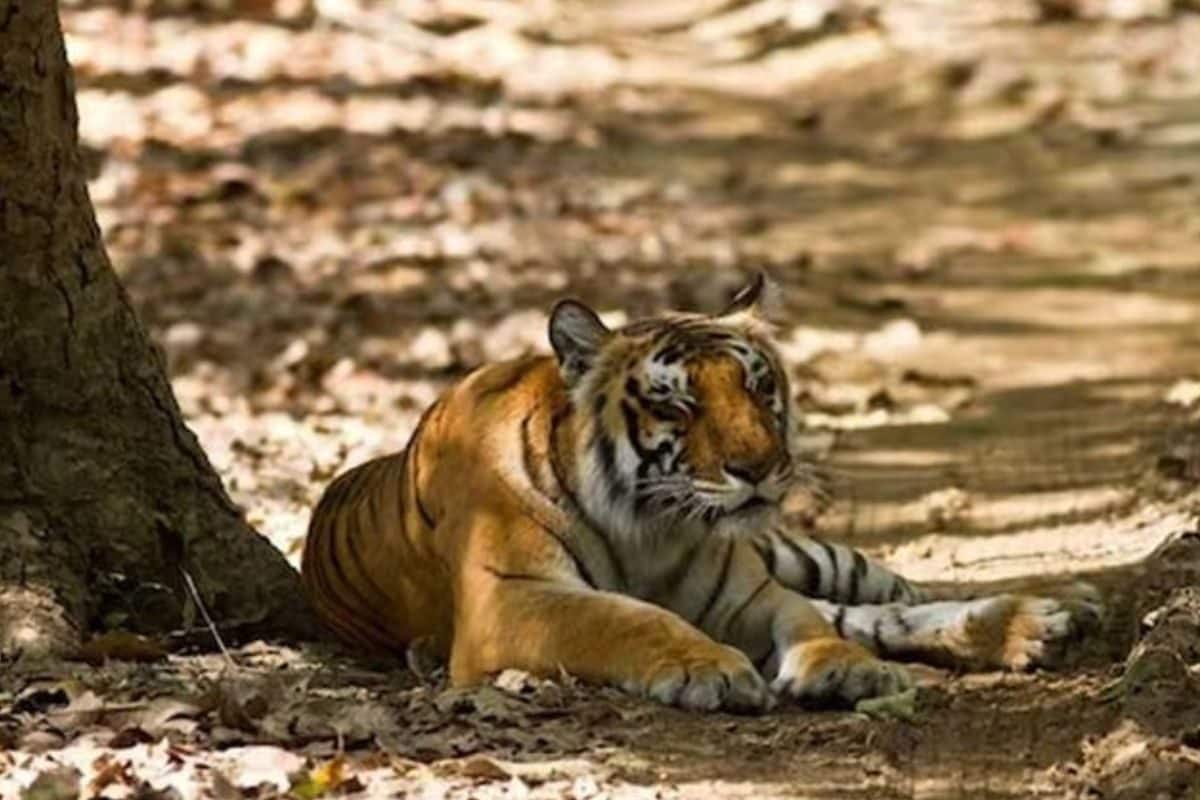 Tiger Kills, Eats Man Near Bhopal; Locals Told to be Alert, Roads with Feline Activity Shut Tiger Kills, Eats Man Near Bhopal; Locals Told to be Alert, Roads with Feline Activity Shut