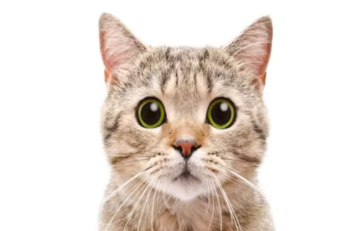 In Karnataka’s Vijaynagar, 3 Men Killing A Cat Caught On Camera