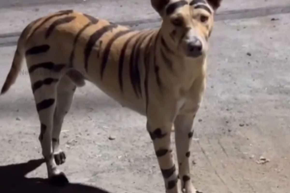 In Puducherry, Miscreants Paint A Dog To Resemble  Tiger And Then This Happened