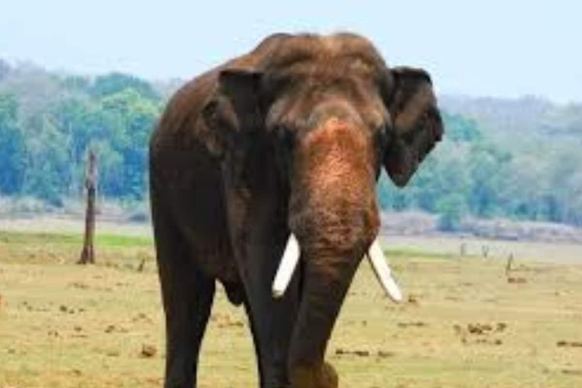 In Karnataka, Elephant Resembling Deceased Mysuru Dasara Pachyderm Found In Kabini Backwaters