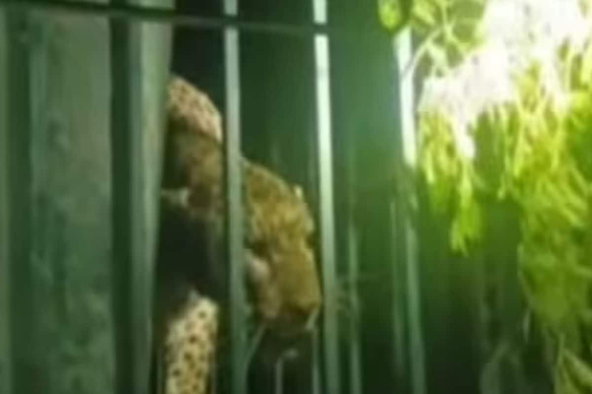 Watch: Forest Department Uses Sniffer Dogs To Catch Deadly Leopard In Tamil Nadu Watch: Forest Department Uses Sniffer Dogs To Catch Deadly Leopard In Tamil Nadu