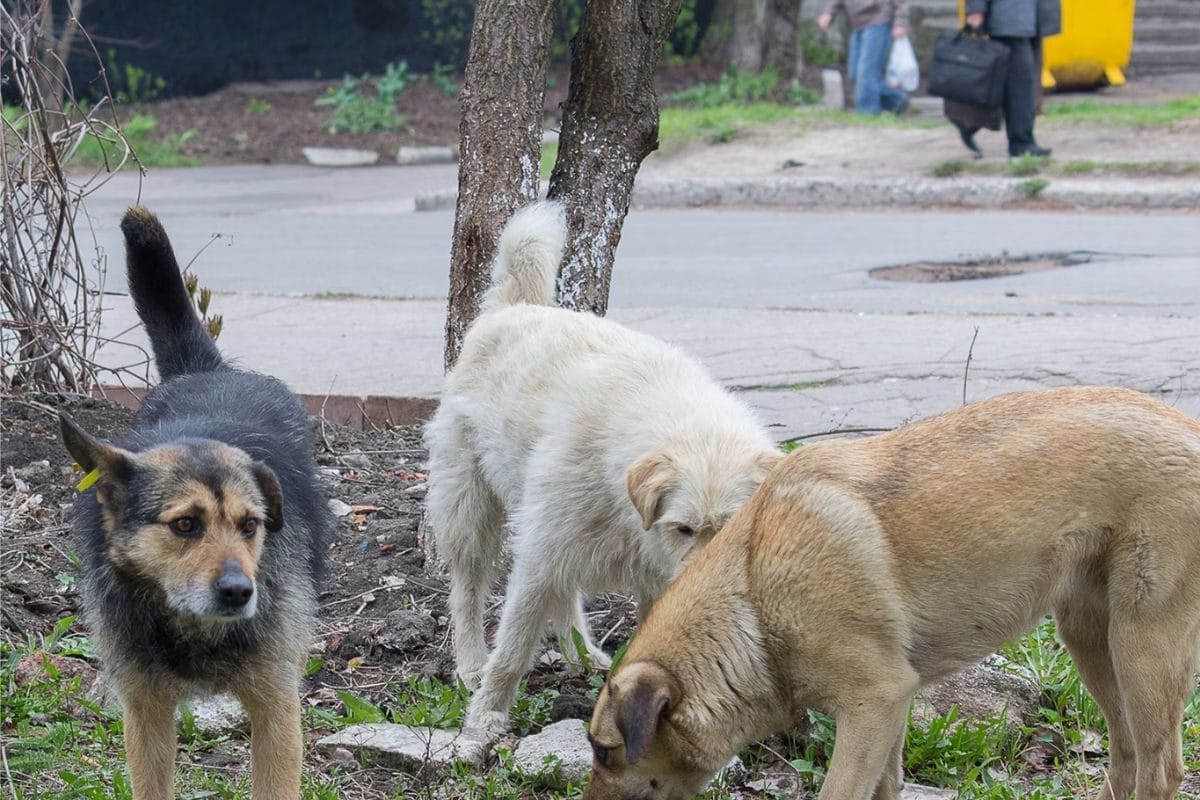 Five-month-old Baby Mauled to Death by Dog in Telangana Five-month-old Baby Mauled to Death by Dog in Telangana