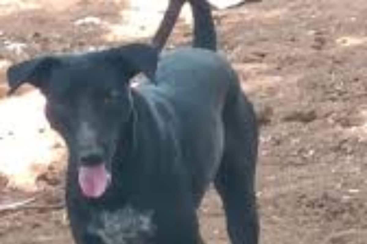 In Karnataka’s Chitradurga, Dog Saves Sleeping Farmer From Cobra In Karnataka’s Chitradurga, Dog Saves Sleeping Farmer From Cobra