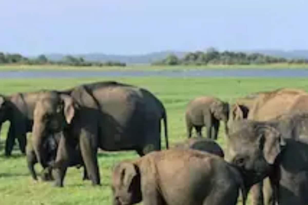 Karnataka, Kerala And Tamil Nadu Forest Depts To Do Elephant Census