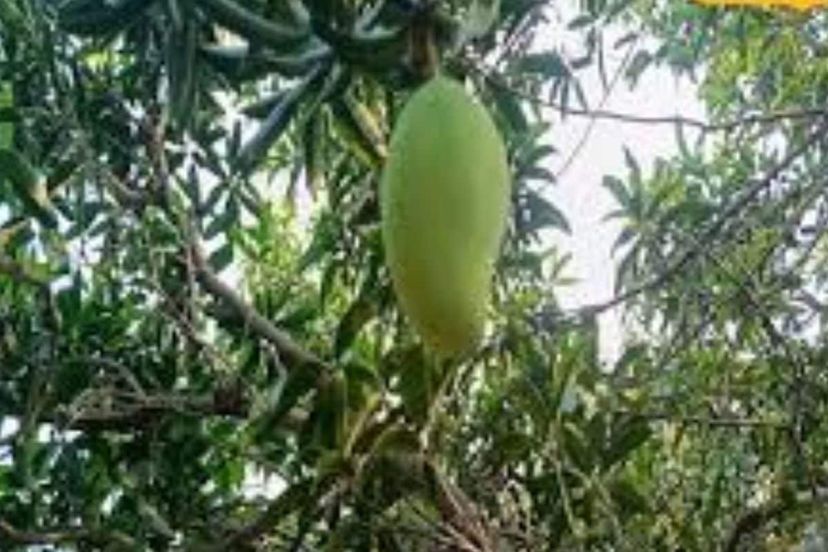 In This Telangana District, Mango Groves Thrive, But Farmers Struggle Without Local Markets