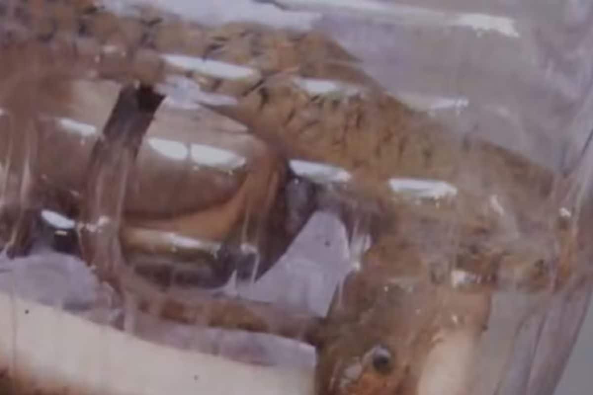 Man Bitten By Snake Arrives At Belagavi Hospital With Captured Reptile, Shocks Staff