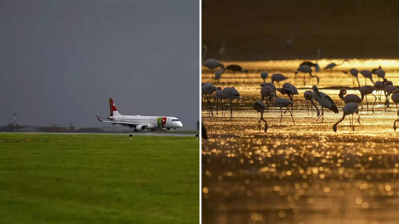 Aircraft flies into flock of flamingos, at least 40 birds dead
