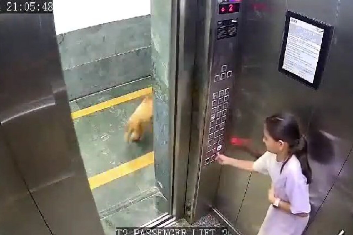 On Cam | Teenage Girl Attacked By Dog In A Noida Housing Society Lift On Cam | Teenage Girl Attacked By Dog In A Noida Housing Society Lift