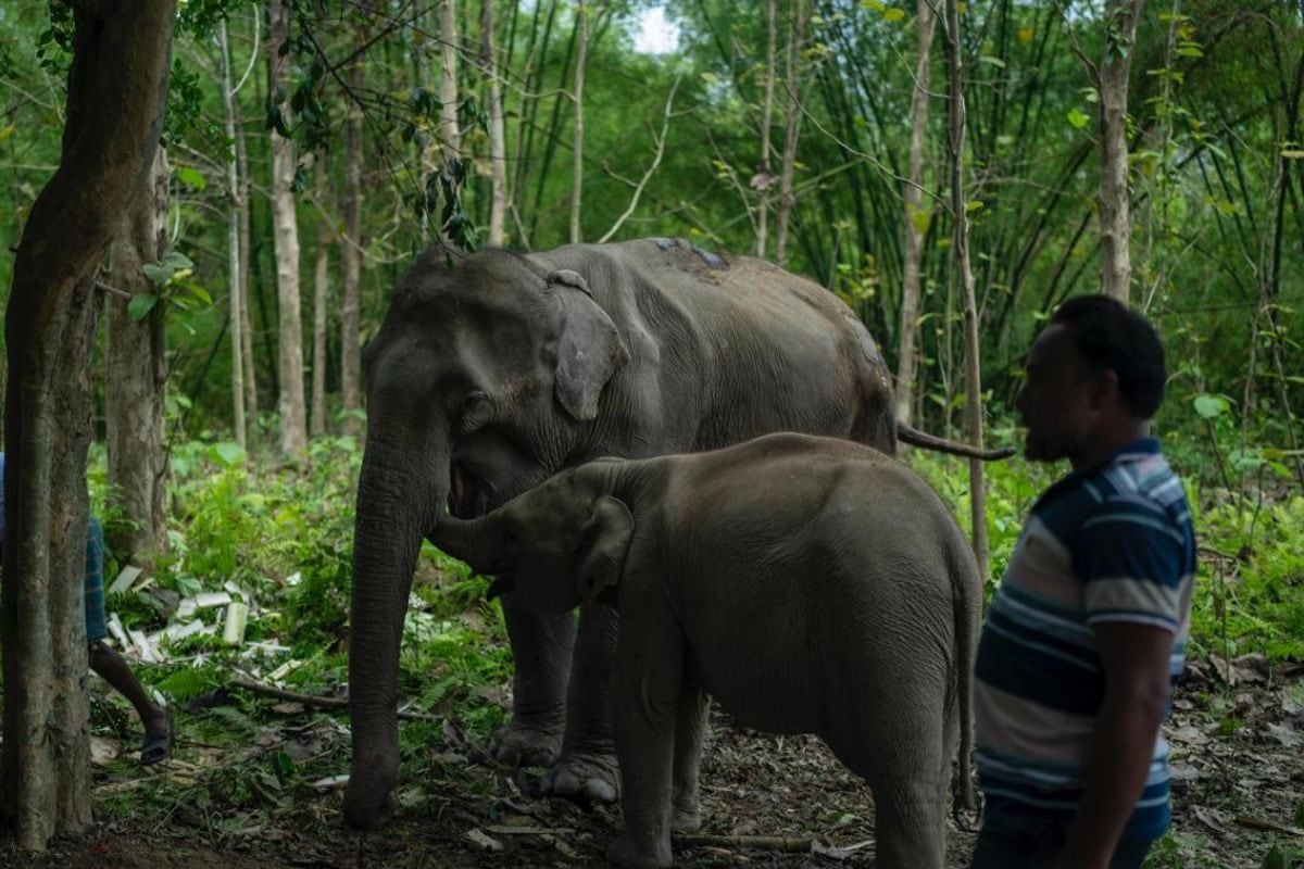 6 Vehicles, 22 Staff Members: How Anant Ambani’s Vantara Liberated Ailing Elephant Pratima, Her Calf from Tripura