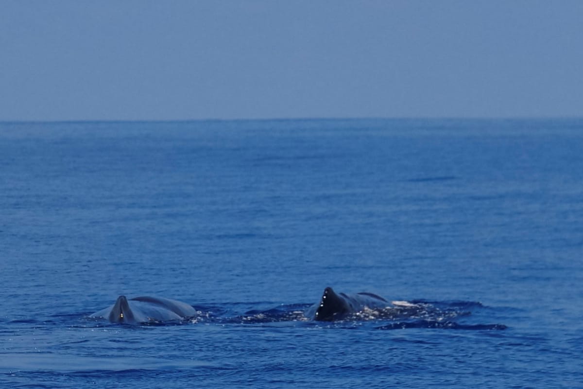 Indian Ocean Warming Threatens Severe Cyclones, Heavy Rainfall And Marine Ecosystems: Study