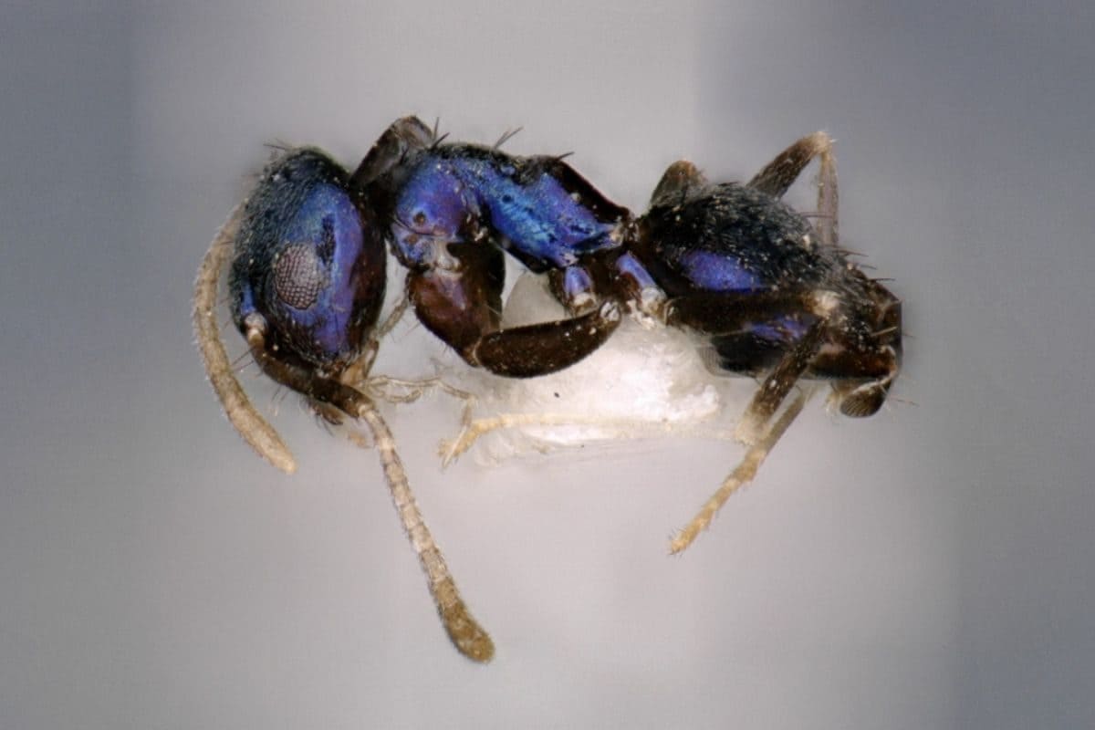 Researchers Discover New Blue Ant While On Expedition To Arunachal Pradesh’s Remote Siang Valley