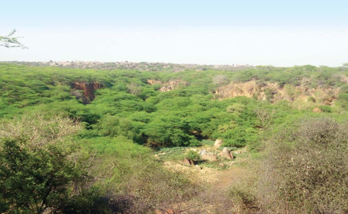 “Are You Defending Lt Governor?” Court’s Tough Talk On Delhi Tree Cutting