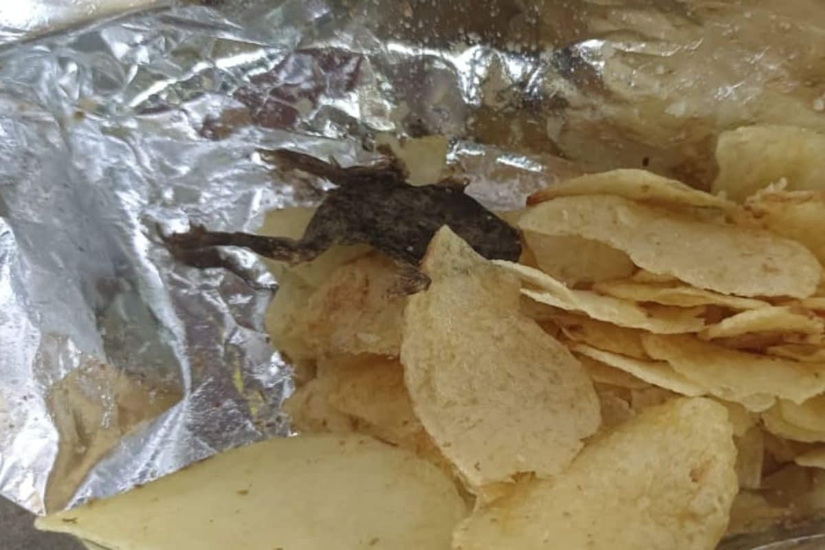 After Human Finger, Centipede In Ice Cream And Snake In Food, Dead Frog Found In Wafer Packet In Gujarat