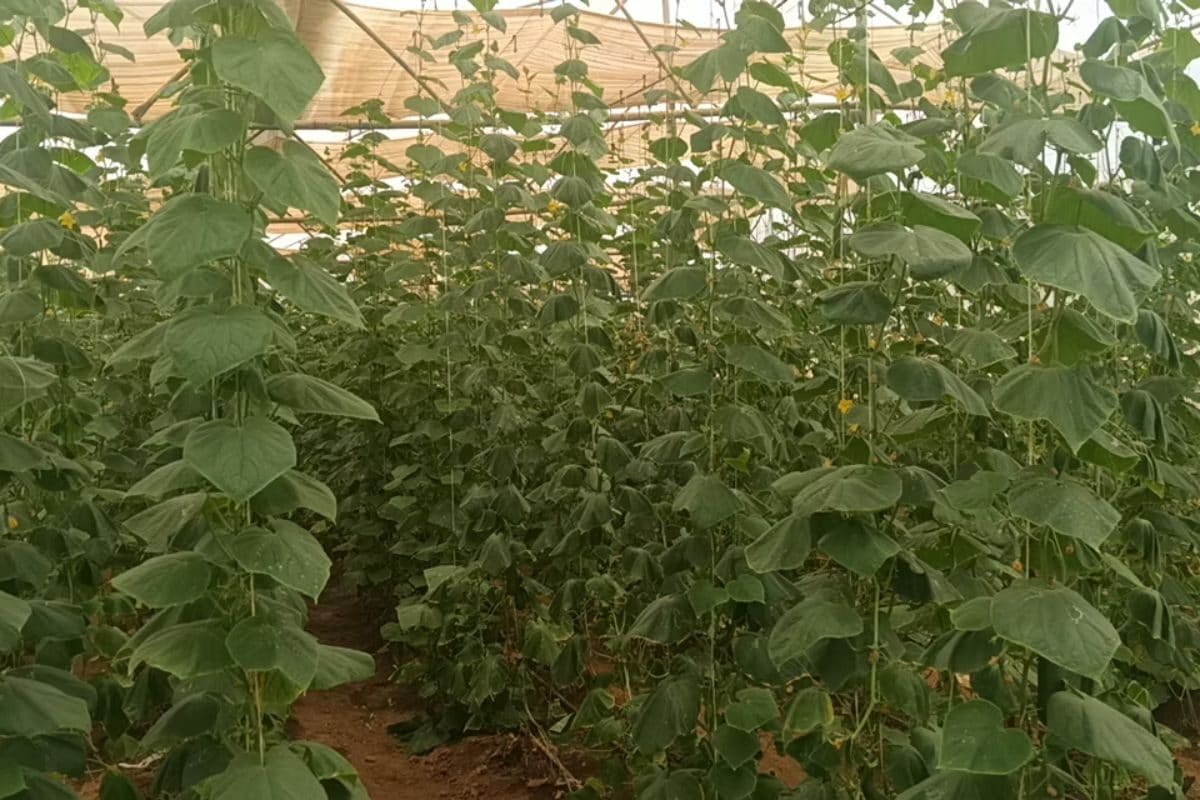 Karnataka Farmers Grow Cucumber Plantation In Polyhouse, Earns Rs 30,000 Per Month