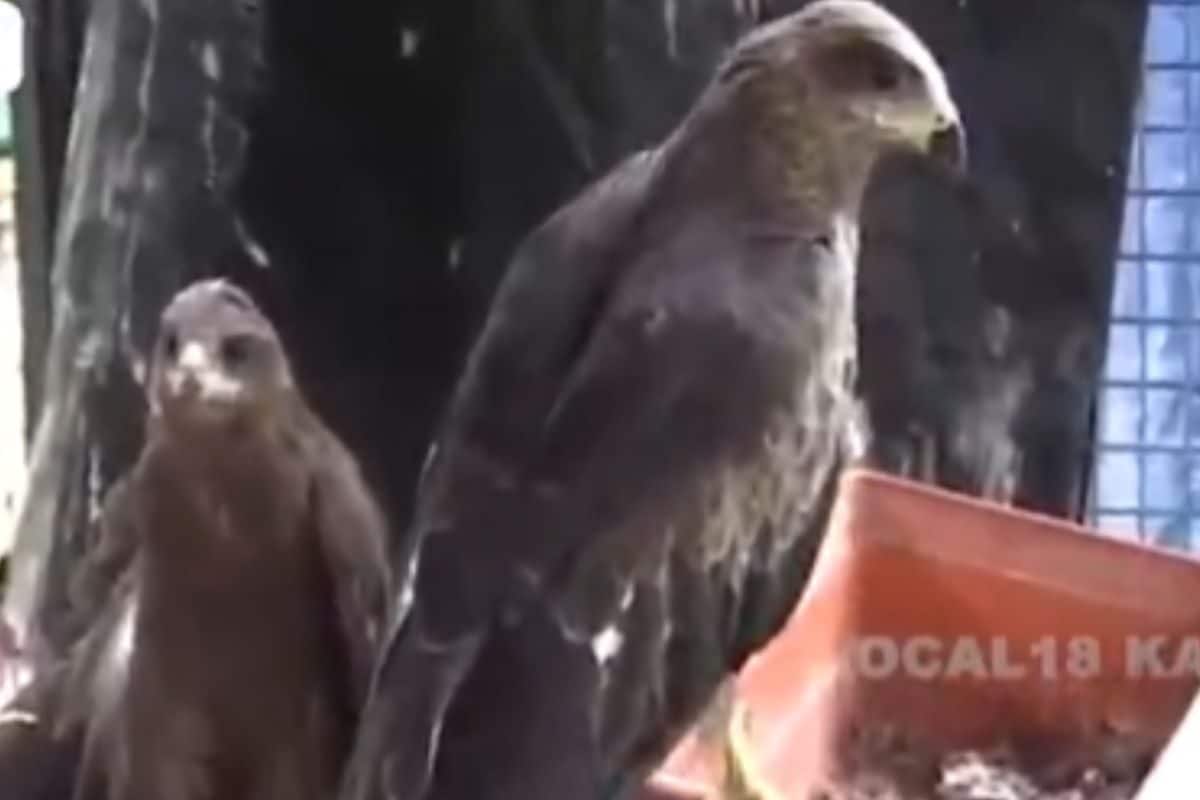 Karnataka Cardiologist Gives Reflector Belts To Pet Lover For Protection Of Stray Dogs