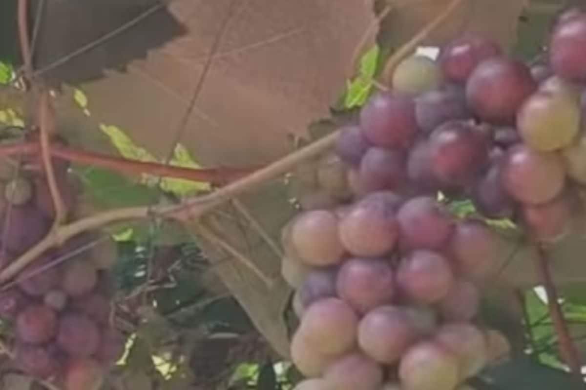In Kerala, Idukki Farmer’s Vineyard Becomes A Tourist Spot